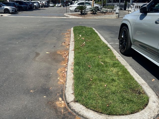 Nonfunctional grass at a parking lot
